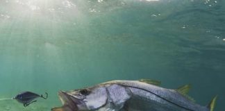 The 5 Best Snook Lures