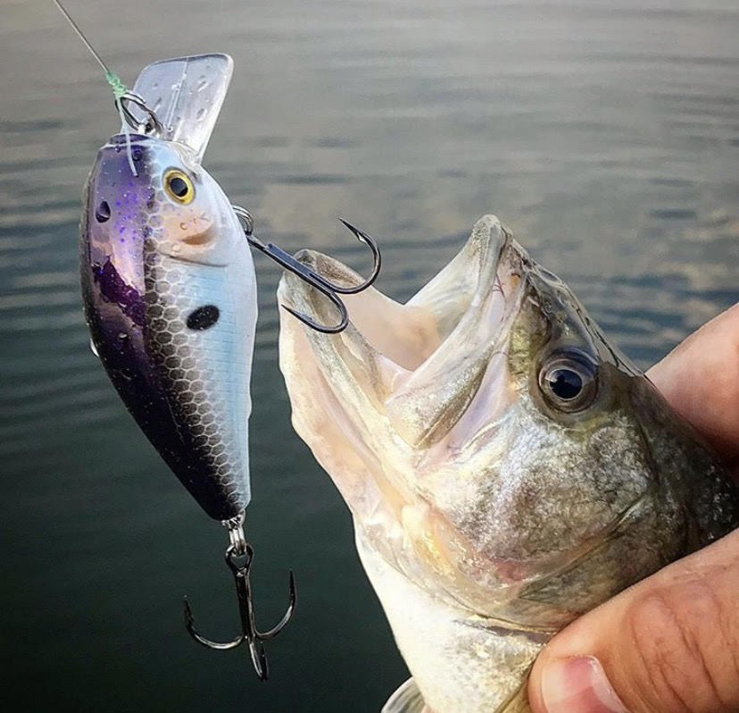 How and When to Fish a Squarebill Crankbait | Baitshop.com