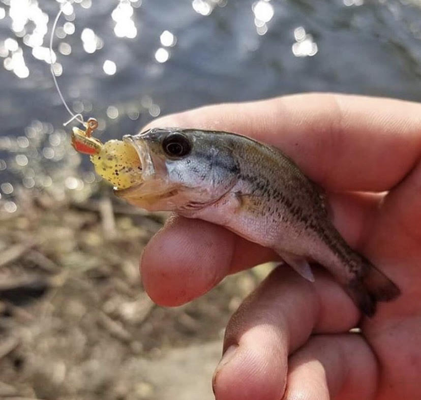 What Do Baby Bass Eat? 