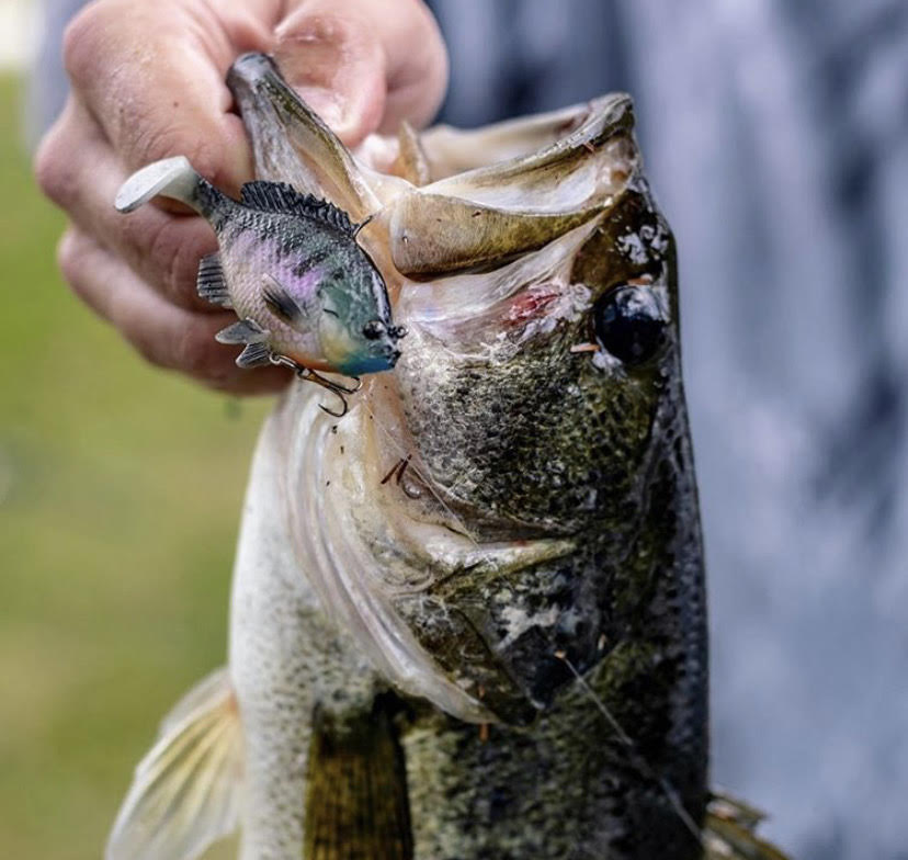 How and When to Choose the Right Bass Lure