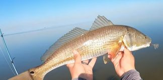 Kayak Fishing and Tailing Redfish While Trying Out the Shrimp Lure