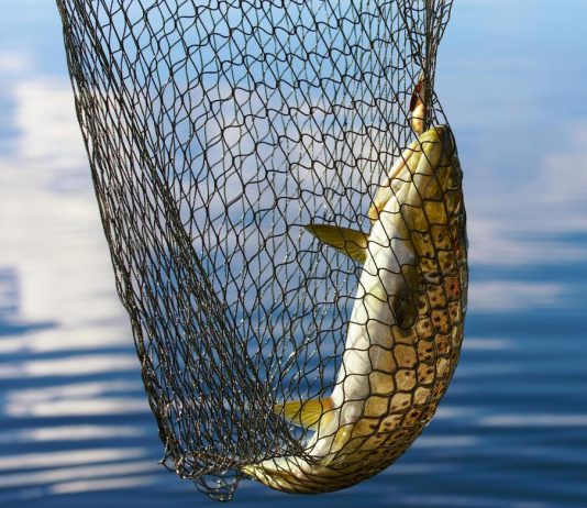 https://baitshop.com/wp-content/uploads/2023/06/fishing-net-with-fish-near-water-534x462.jpeg