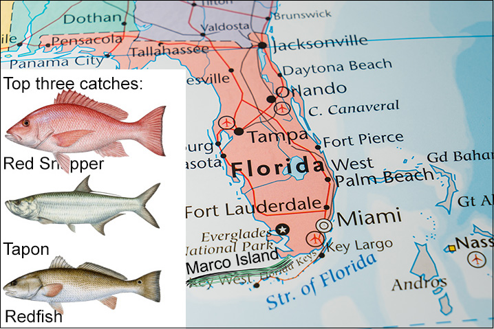 Florida map showing Marco Island and top three fish species to fish for there: Red Snapper, Tarpon, and Redfish