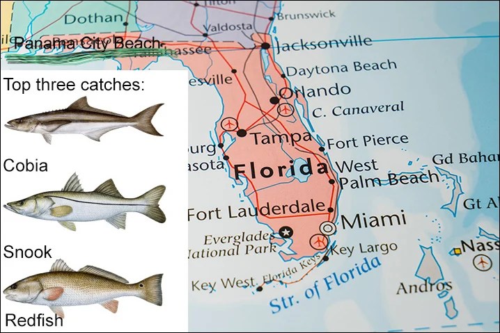 Florida map showing Panama City Beach and top three fish species that PCB has: Cobia, Snook, and Redfish