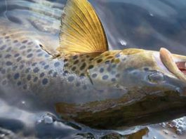 Trout Fishing Essentials: Regulations, Locations, Gear, and Techniques