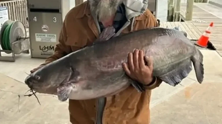 Delware Angler Catches Largest Freshwater Fish in State's History