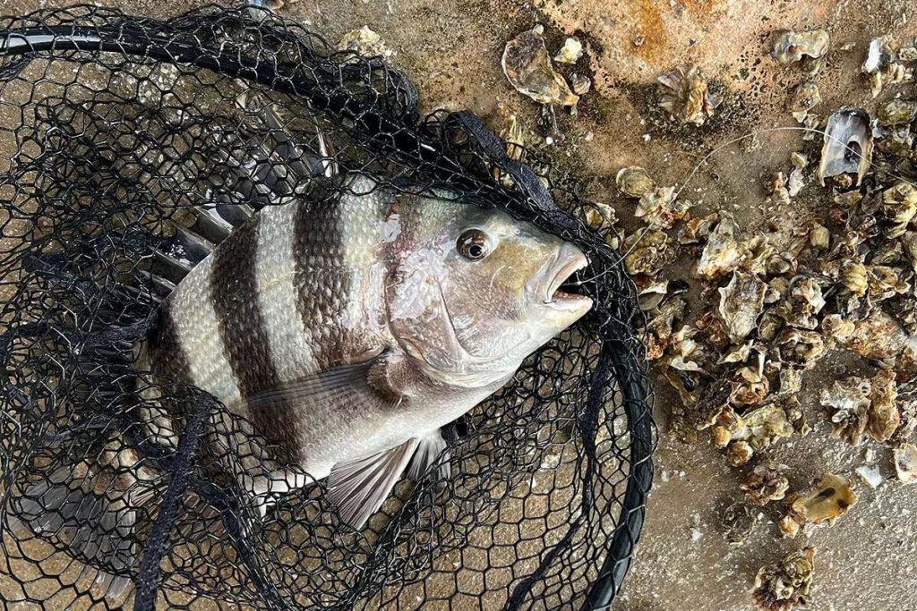 Sheepshead Fishing Secrets Unveiled