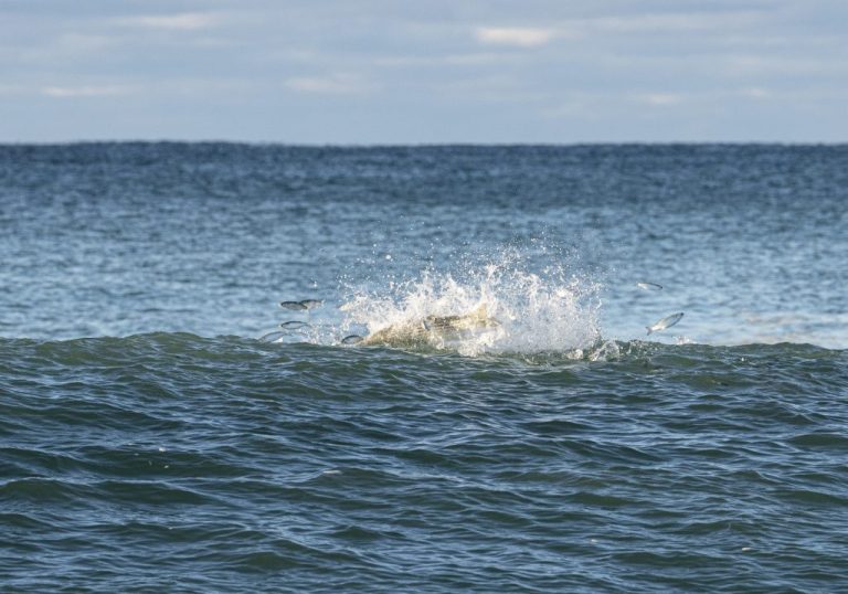Fishing the Northeast Mullet Run Insights from Expert Surfcasters