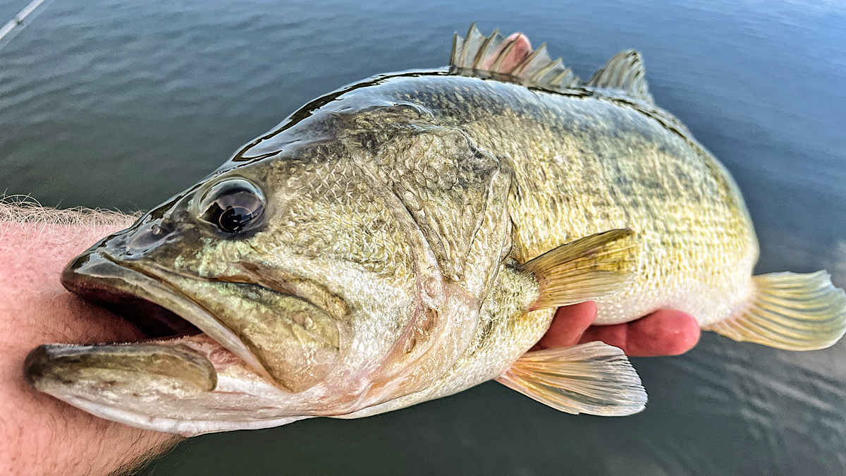 Post-Spawn Bass Fishing: How to Target Bass During Recovery Season ...